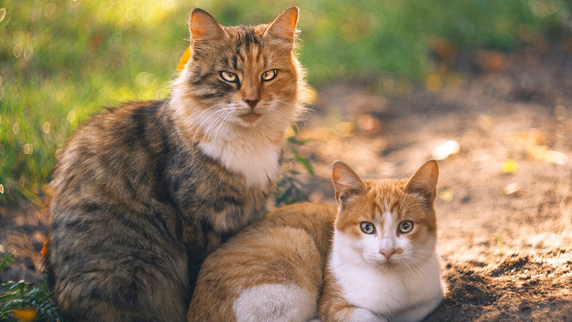 开云体育app下载-AC米兰快速反击制造反复冲击，ac米兰已经完全复苏