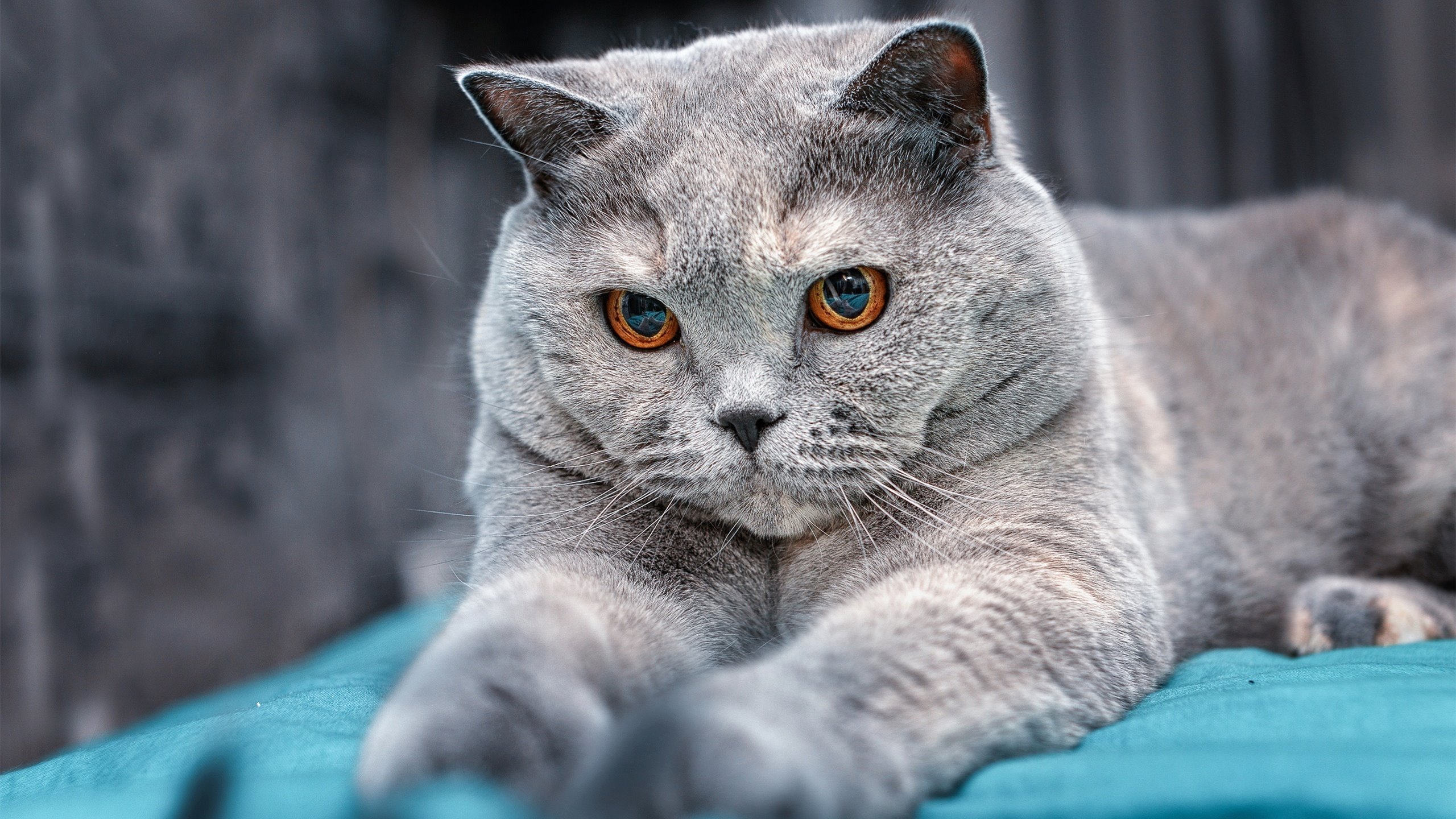 开云体育下载-五大联赛阵容灵活度与替补席战力提升机制，五大联赛强度