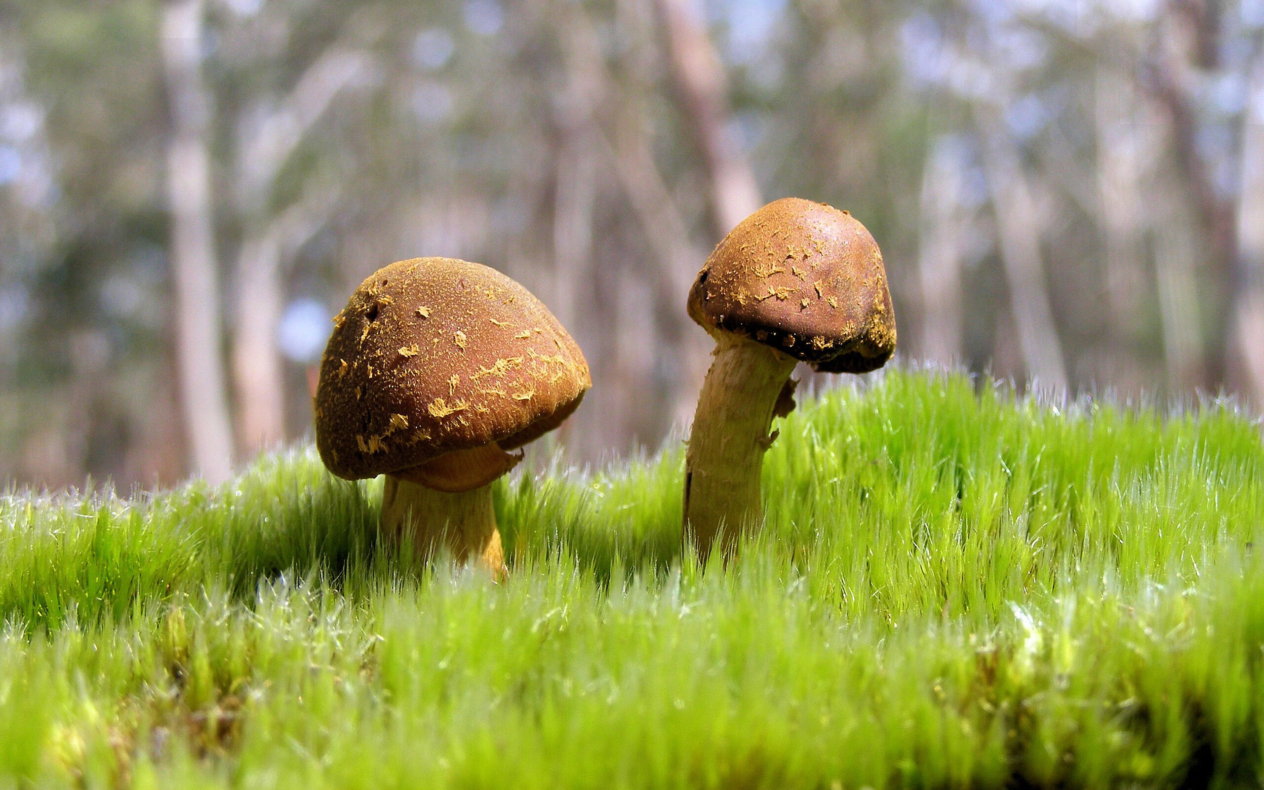 开云体育在线下载-北京鸭赛季目标明确全力冲击前列，北京鸭苗图片