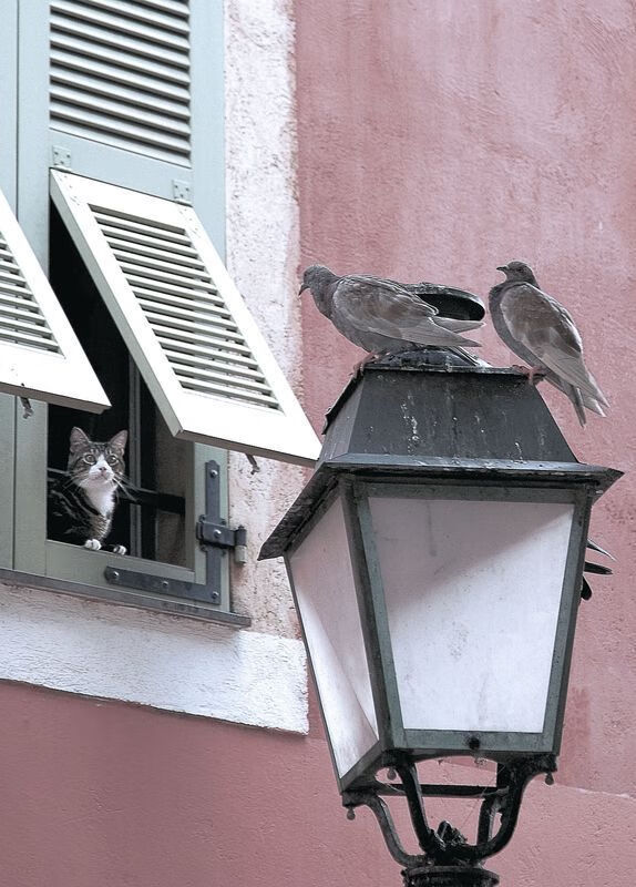 开云体育官网app-控卫视野与第一反应速度的关系