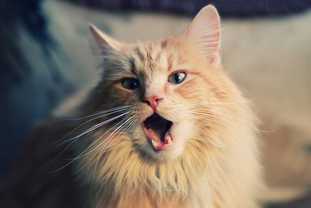 开云体育在线官网-麦基翁带领接力队强势回归，麦基翁采访视频