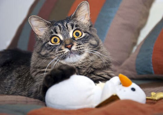 开云官网-丁俊晖长时间备战力求突破心理瓶颈，丁俊晖局面