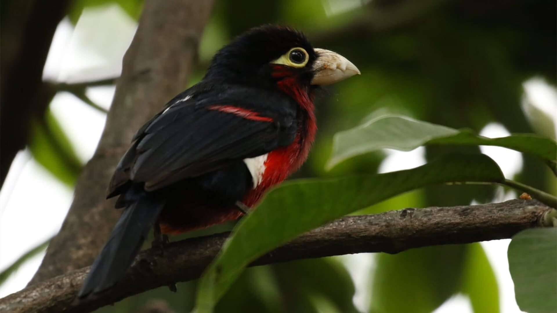 开云在线入口-中国女排启用新人备战世界大赛预选，中国女排新接应