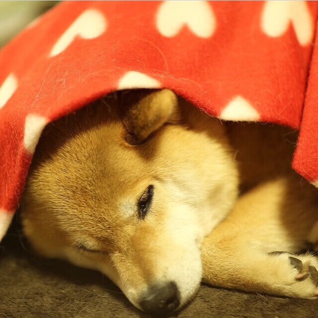 开云体育app官网-乌干达女篮在非洲锦标赛中持续突破，迎来新一轮崛起，乌干达篮球全国联赛