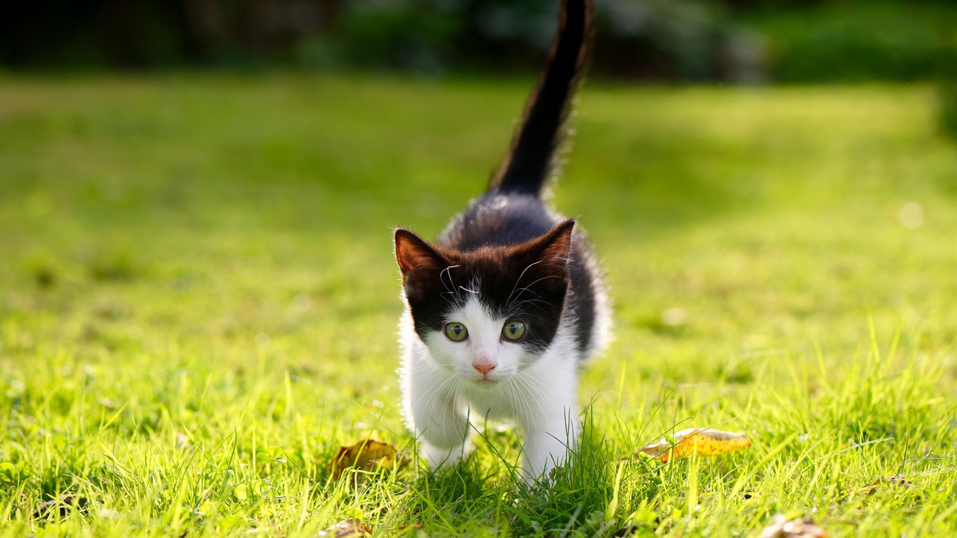 开云体育网址-体育新闻中心联动校园体育，校园体育文化节新闻稿600字