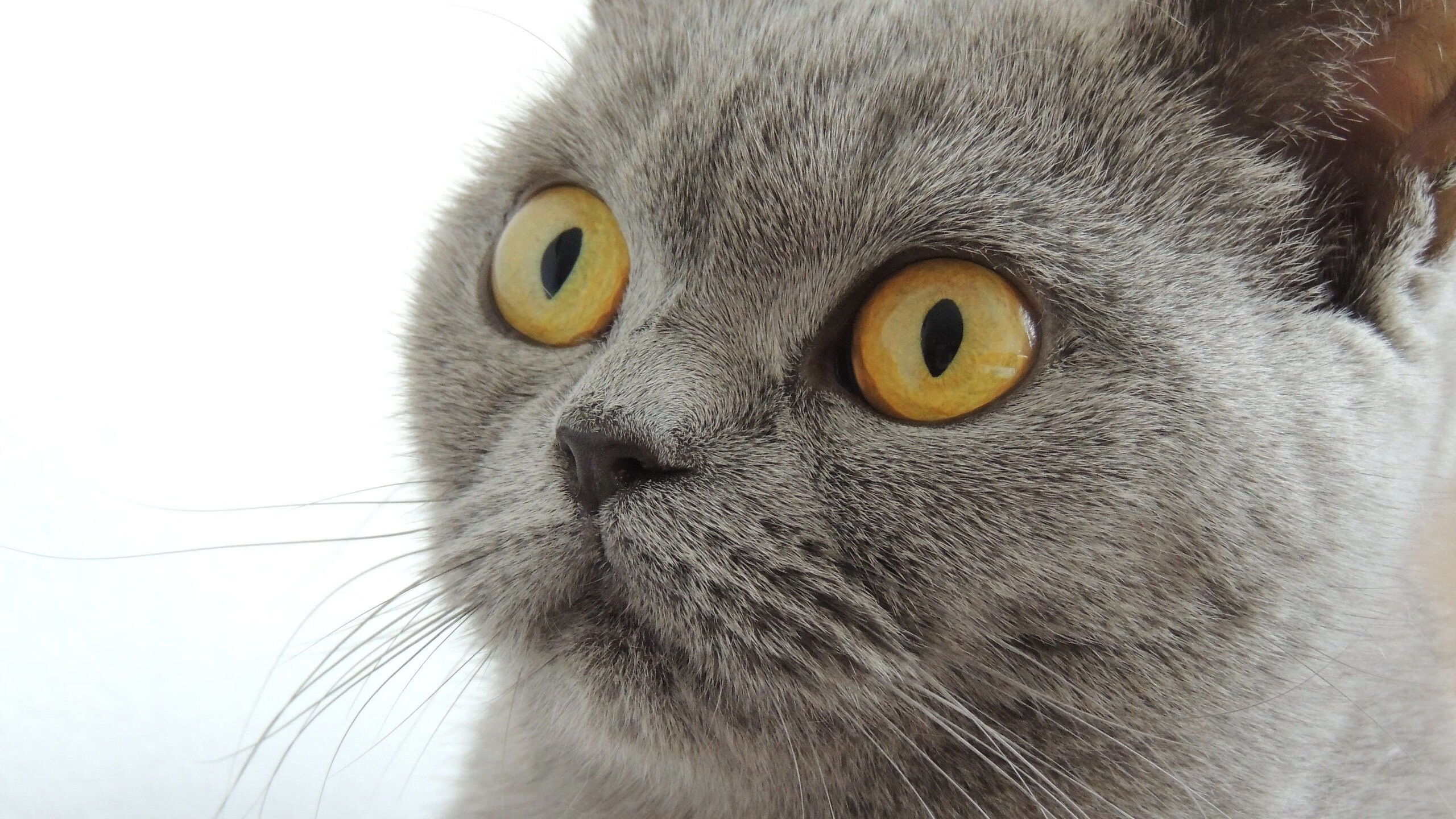 开云体育娱乐-哈登持球突破造杀伤连续得分,哈登突破集锦高清