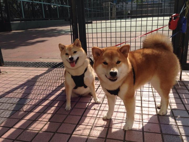 kaiyun网址-塞尔维亚男篮在欧洲预赛中奋勇拼搏，目标奥运荣誉，塞尔维亚男子足球队欧洲杯