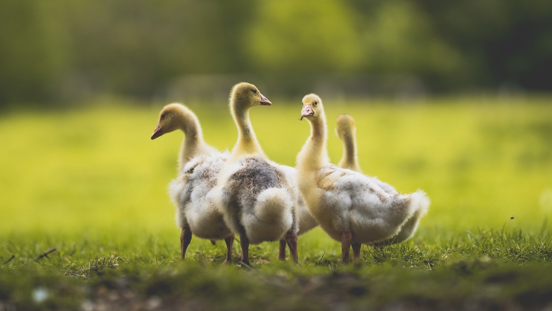 开云体育下载-巴特尔的防守覆盖能力,帮助袋鼠队化解对方进攻威胁,巴特尔会扣篮吗