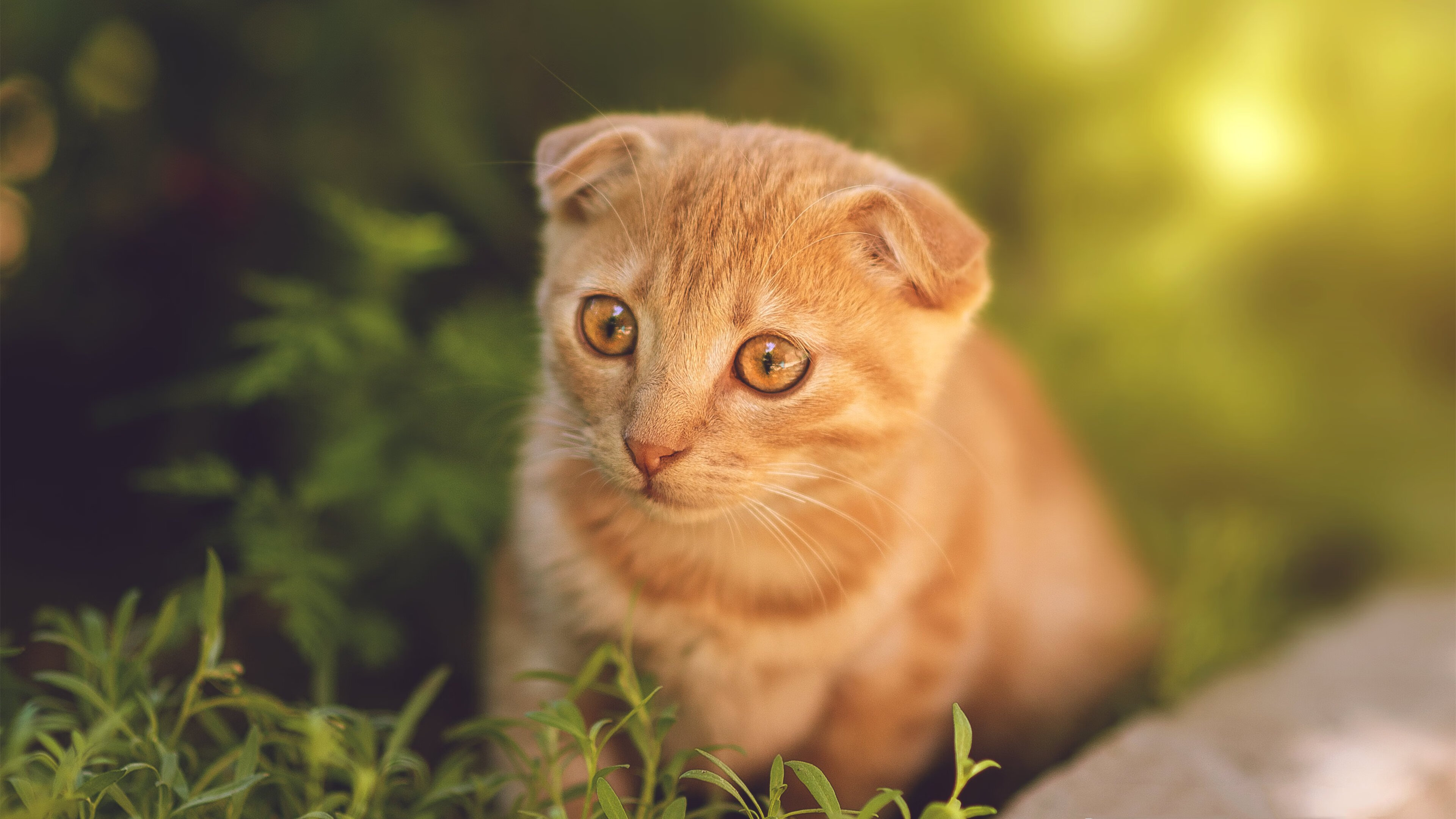 开云体育app注册-波波维奇精准起跳成夺冠关键,波波维奇什么水平