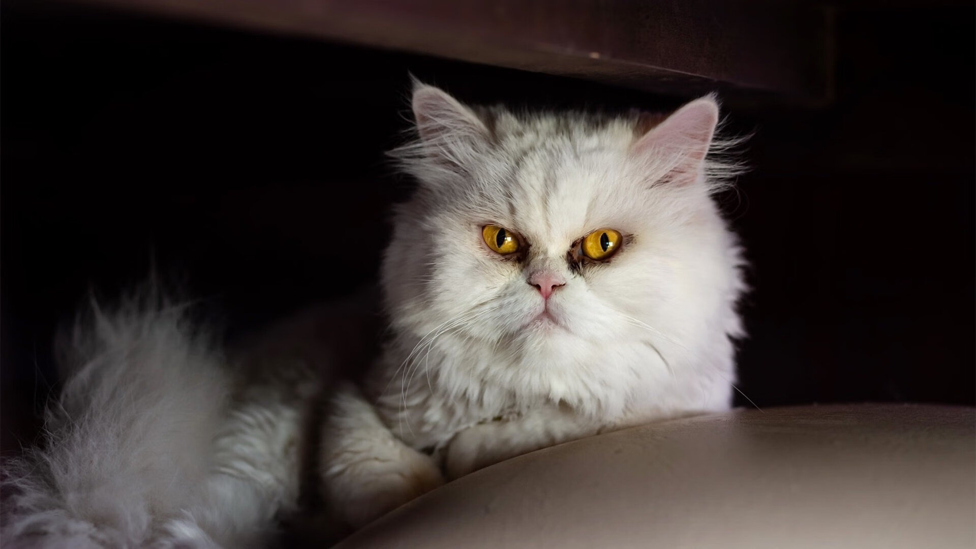 开云体育官网下载-澳大利亚男子4×200米自由泳接力赛场表现亮眼,女子4x200米自由泳澳大利亚队