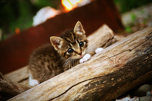 开云体育足球-篮网核心表示全队目标一致全力冲击季后赛,篮网终迎好消息