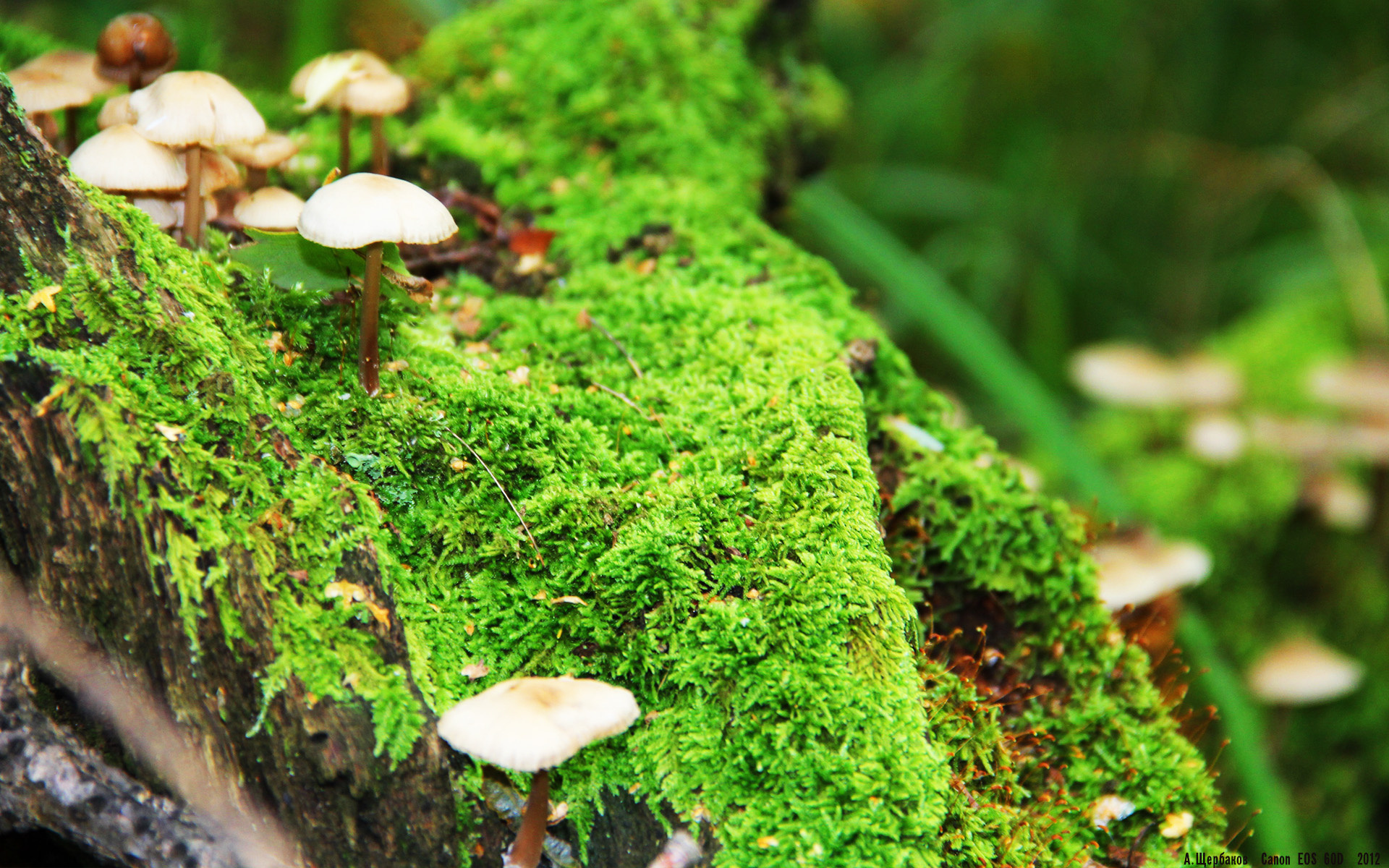 开云体育app官网-美洲杯明星争妍:突破、助攻、精彩纷呈!,美洲杯有哪些明星