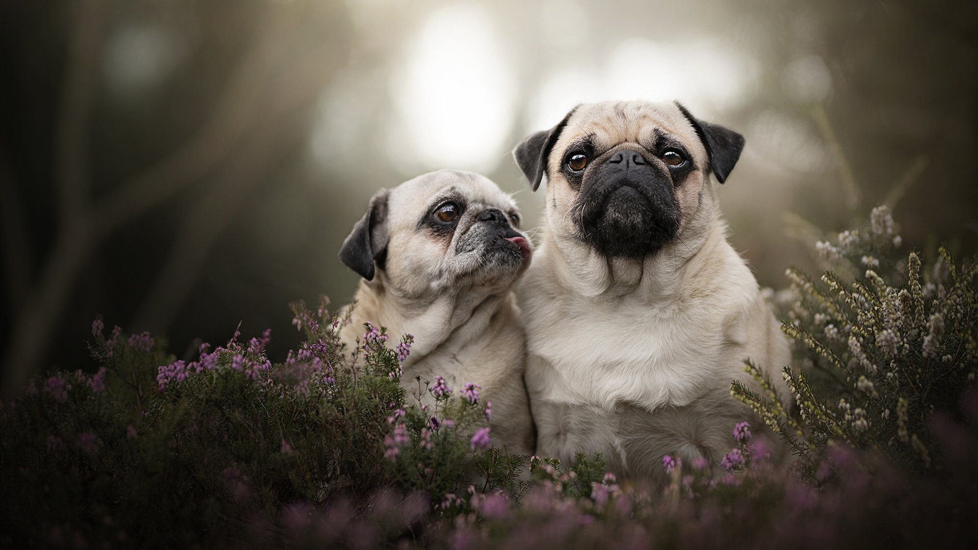 开云体育app官网-美洲杯明星争妍:突破、助攻、精彩纷呈!,美洲杯有哪些明星