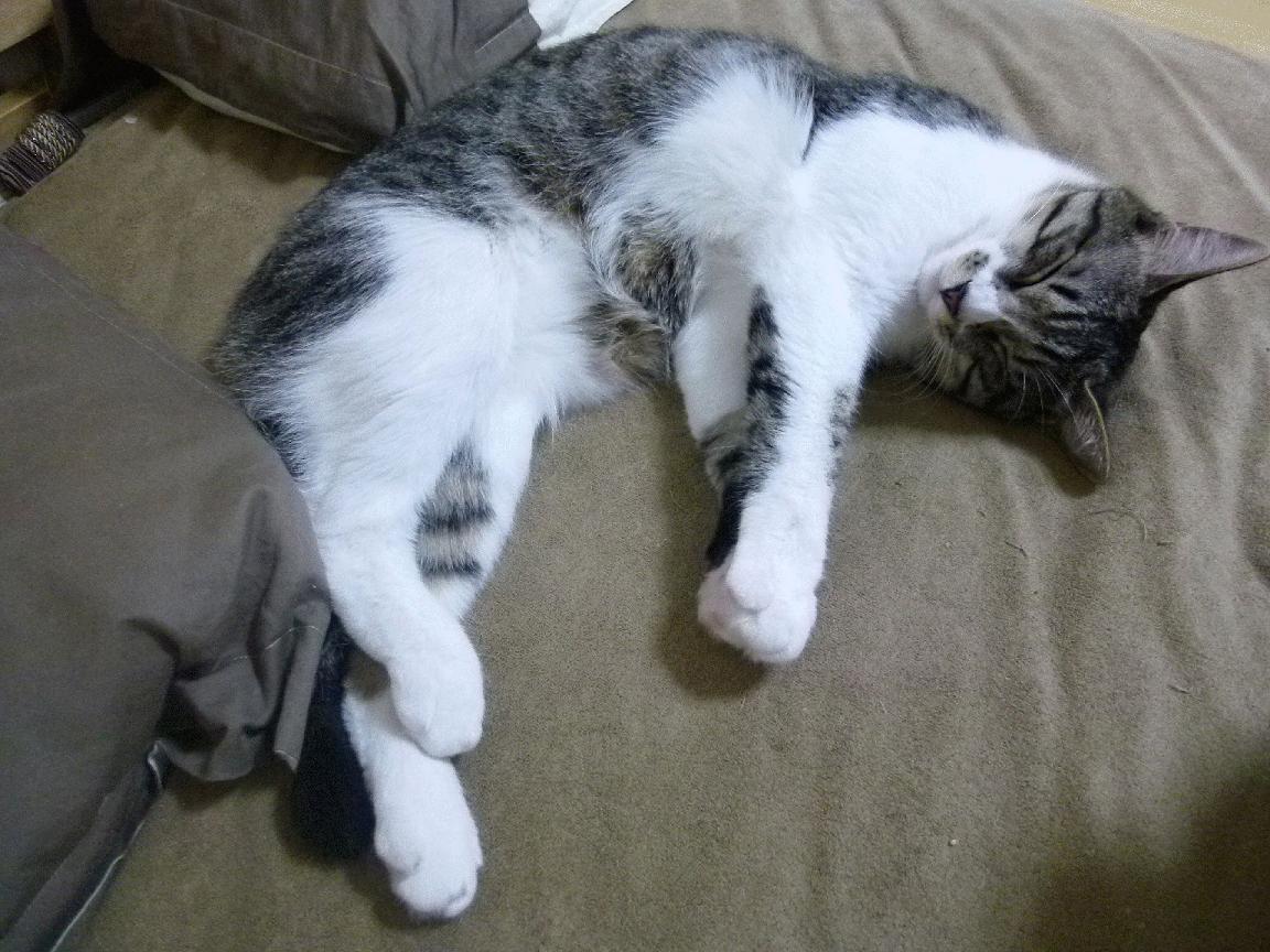 开云体育在线官网-美洲杯明星狂欢:精彩集锦不停歇!,美洲杯巨星