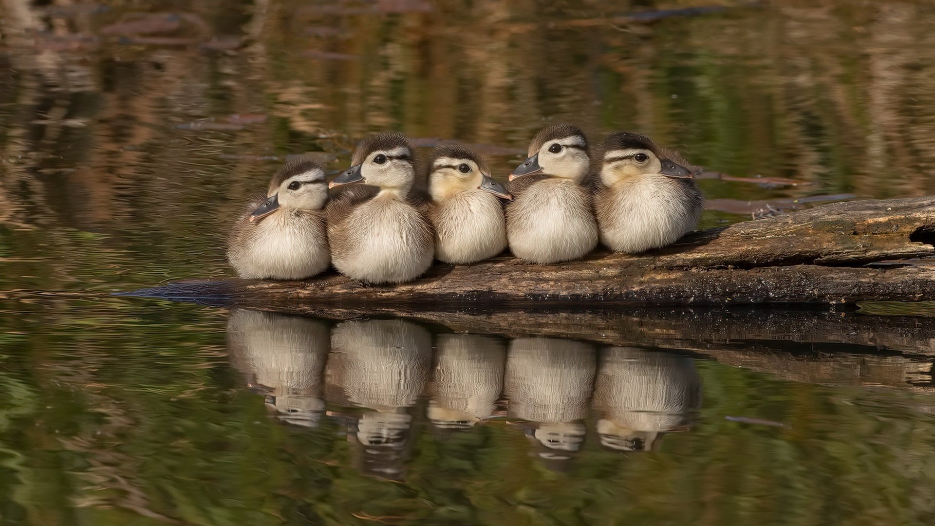 开云体育官网-世界第一首秀大杀四方,德甲要变天?